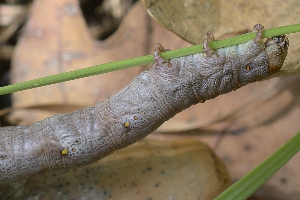 Bruco da ID: Colotois pennaria - Geometridae